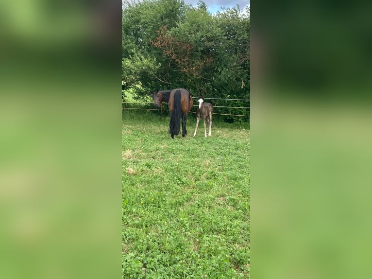 Quarter horse américain Jument 16 Ans 150 cm Bai brun in Schwäbisch Hall