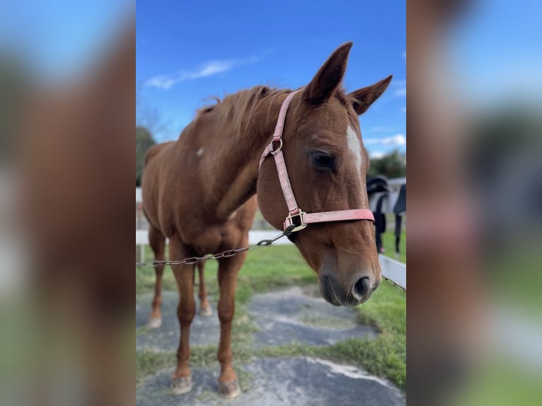 Quarter horse américain Jument 16 Ans 152 cm Alezan brûlé in Farmingdale, NJ