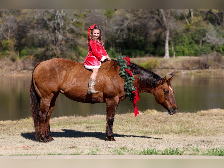 Quarter horse américain Jument 16 Ans 152 cm Alezan dun in Forney