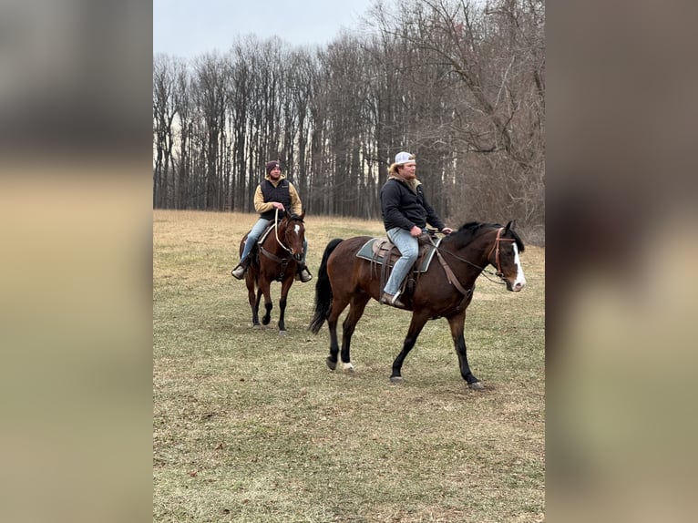 Quarter horse américain Jument 16 Ans 152 cm Bai cerise in Gap