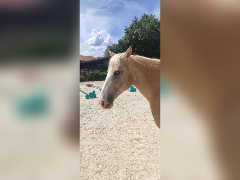 Quarter horse américain Croisé Jument 16 Ans 152 cm Palomino in Miesbach
