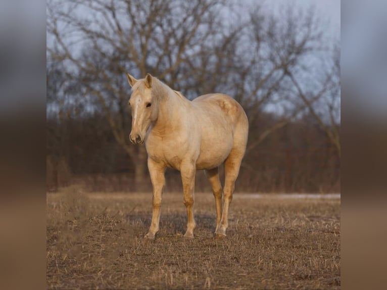 Quarter horse américain Jument 16 Ans 152 cm Palomino in Carrolton MO