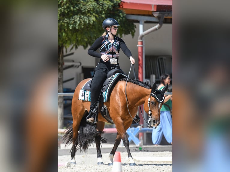 Quarter horse américain Jument 16 Ans 152 cm in Schwabhausen