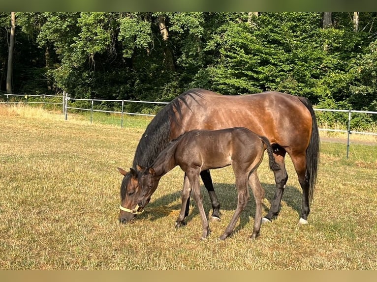 Quarter horse américain Jument 16 Ans 154 cm Bai in DietzenbachDietzenbach
