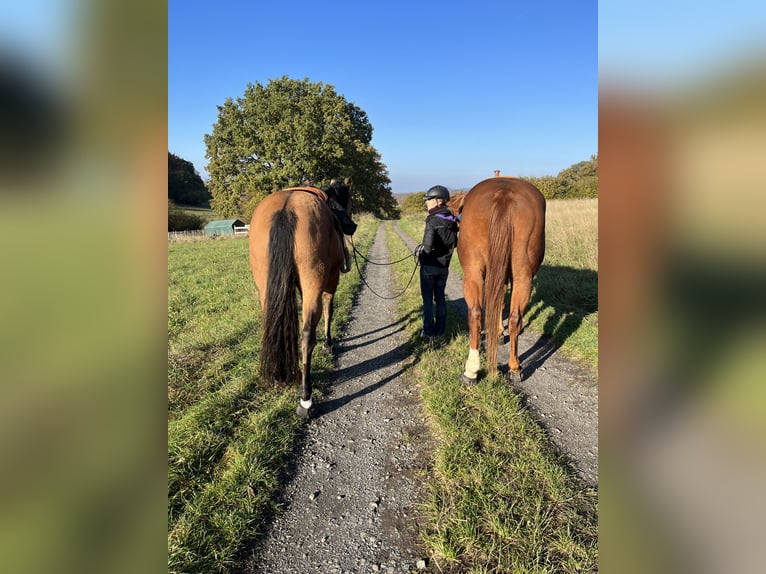 Quarter horse américain Jument 16 Ans 154 cm Isabelle in Zierenberg