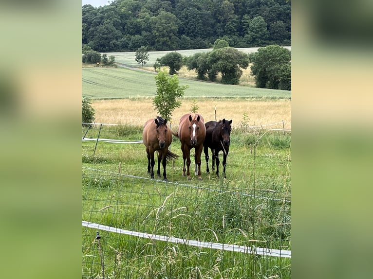 Quarter horse américain Jument 16 Ans 154 cm Isabelle in Zierenberg