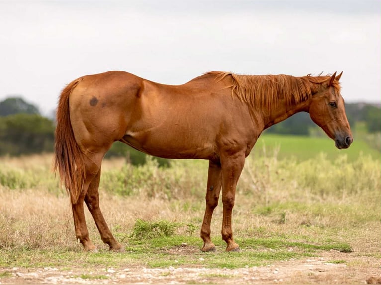 Quarter horse américain Jument 16 Ans 155 cm Alezan cuivré in Weatherford TX