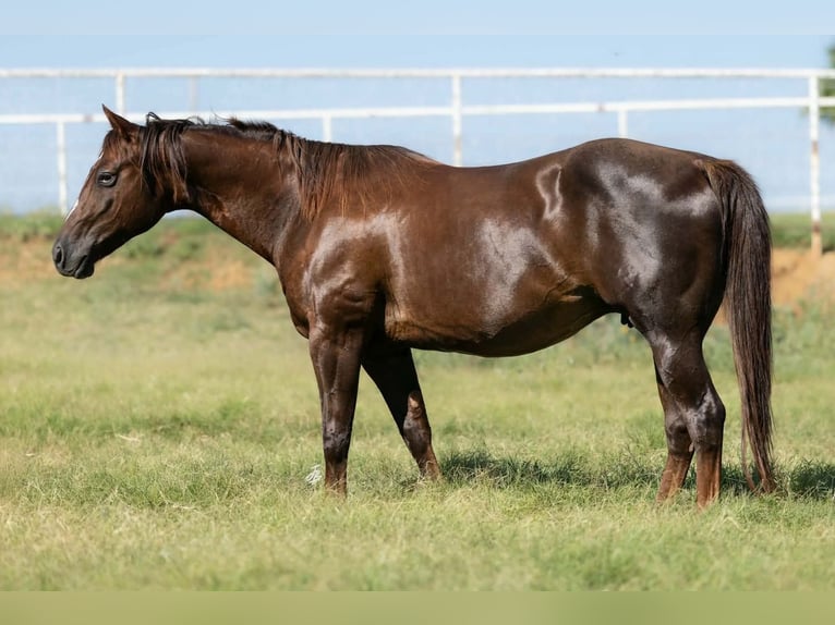 Quarter horse américain Jument 16 Ans Alezan brûlé in Wayne