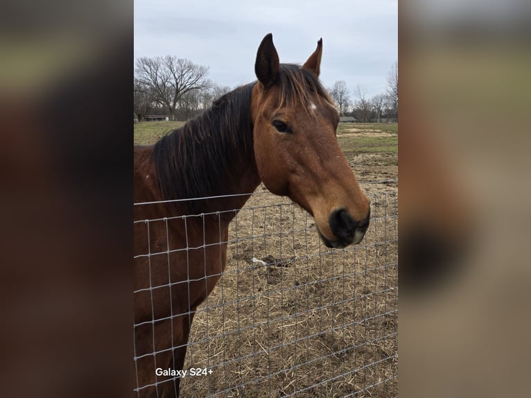 Quarter horse américain Jument 16 Ans Bai cerise in Morgantown
