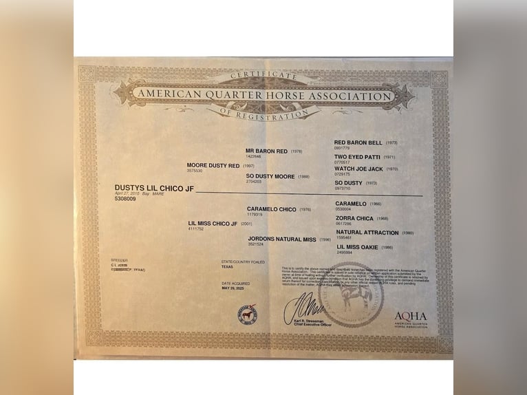 Quarter horse américain Jument 16 Ans Bai cerise in Morgantown