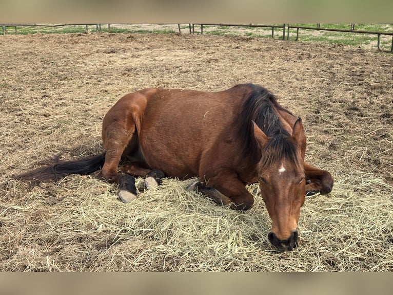 Quarter horse américain Jument 16 Ans Bai cerise in Morgantown