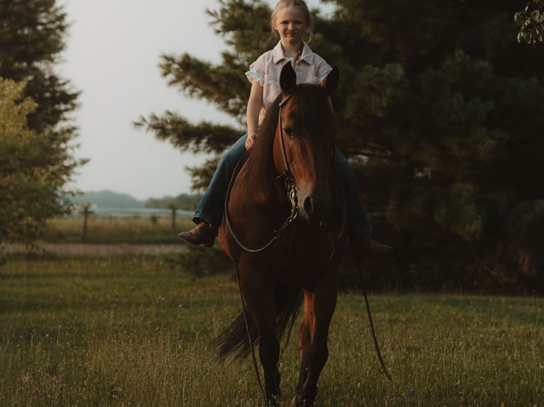 Quarter horse américain Jument 17 Ans 138 cm  in Whitehouse
