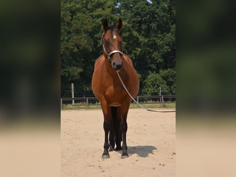 Quarter horse américain Jument 17 Ans 145 cm Bai in Wusterhausen (Dosse) Quarter horse américain Jument 17 Ans 145 cm Bai in Wusterhausen (Dosse)