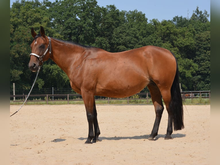 Quarter horse américain Jument 17 Ans 145 cm Bai in Wusterhausen (Dosse) Quarter horse américain Jument 17 Ans 145 cm Bai in Wusterhausen (Dosse)
