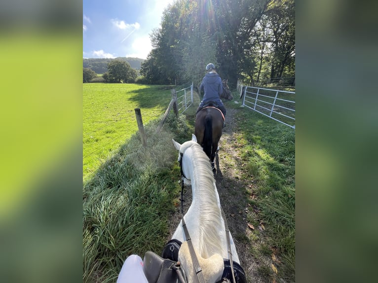 Quarter horse américain Croisé Jument 17 Ans 145 cm Gris pommelé in Witten