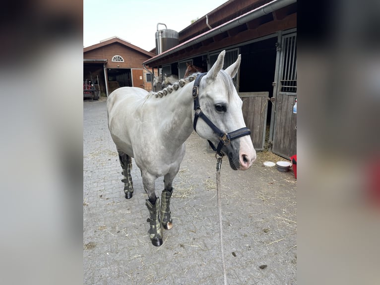 Quarter horse américain Croisé Jument 17 Ans 145 cm Gris pommelé in Witten