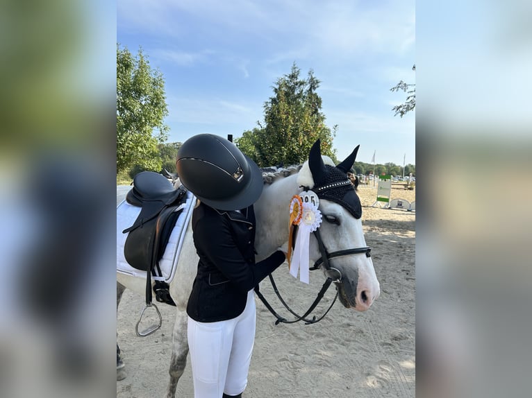 Quarter horse américain Croisé Jument 17 Ans 145 cm Gris pommelé in Witten