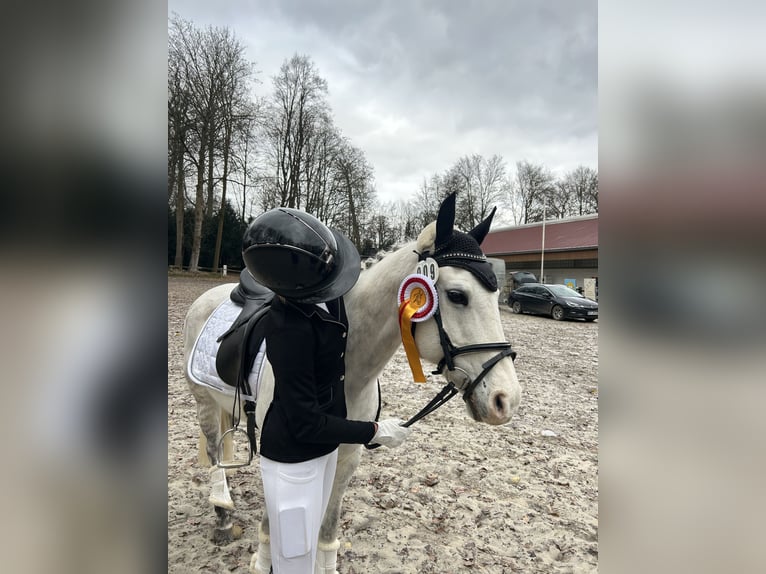 Quarter horse américain Croisé Jument 17 Ans 145 cm Gris pommelé in Witten