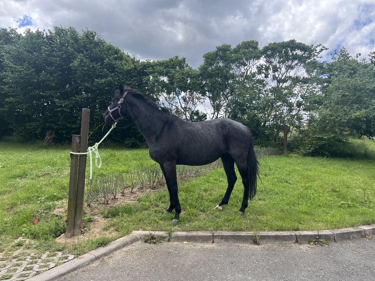 Quarter horse américain Jument 17 Ans 145 cm Rouan bleu in Mellingen