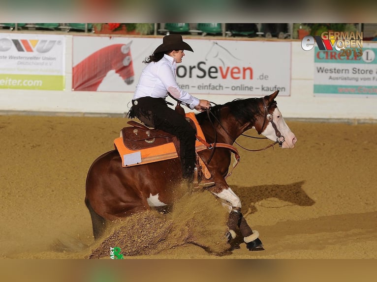 Quarter horse américain Jument 17 Ans 148 cm Bai in Illingen