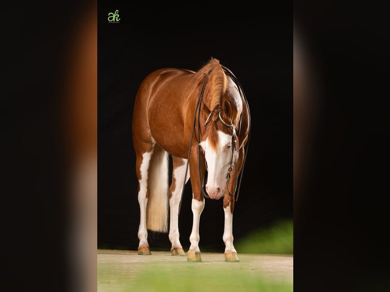 Quarter horse américain Jument 17 Ans 148 cm Bai in Illingen