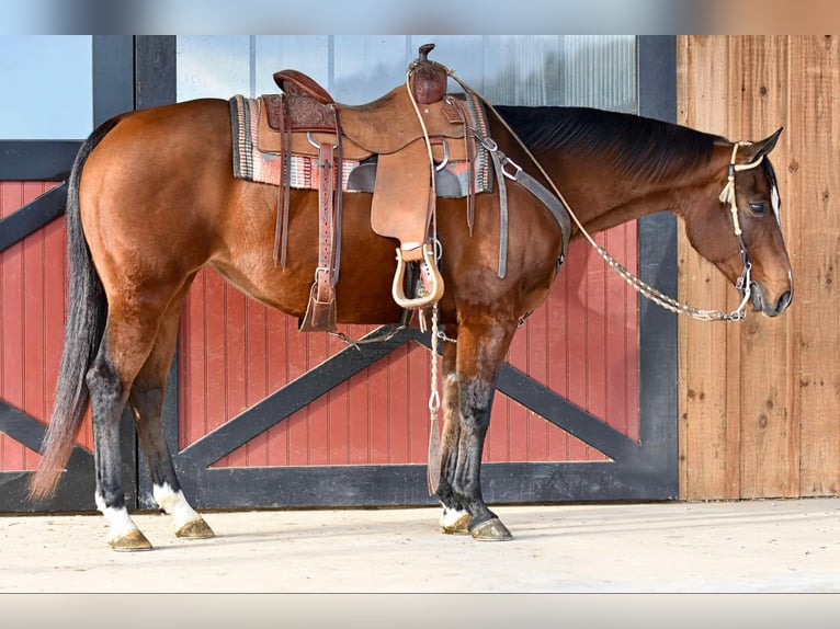 Quarter horse américain Jument 17 Ans 150 cm Bai cerise in Rebersburg