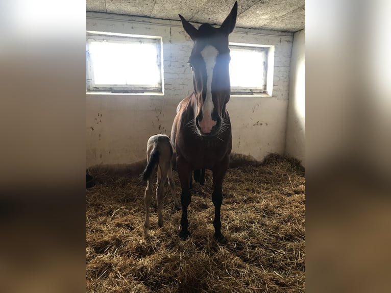 Quarter horse américain Jument 17 Ans 150 cm Bai in Möllenhagen