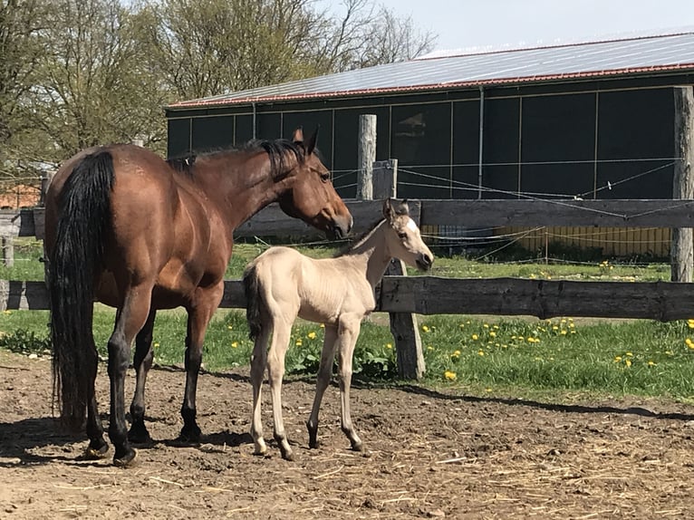 Quarter horse américain Jument 17 Ans 150 cm Bai in Möllenhagen
