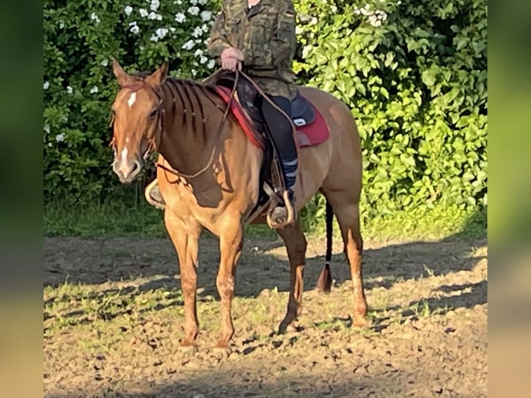 Quarter horse américain Jument 17 Ans 152 cm Alezan dun in Rostock