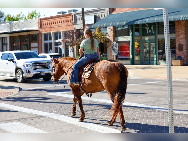 Quarter horse américain Jument 17 Ans 152 cm Alezan dun in Forney