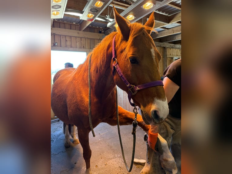 Quarter horse américain Jument 17 Ans 152 cm Alezan in Schönberg