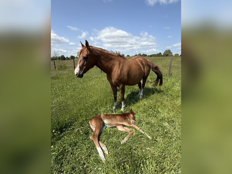 Quarter horse américain Jument 17 Ans 152 cm Alezan in Schönberg