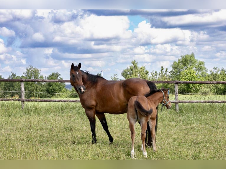 Quarter horse américain Jument 17 Ans 154 cm Bai in Diekirch