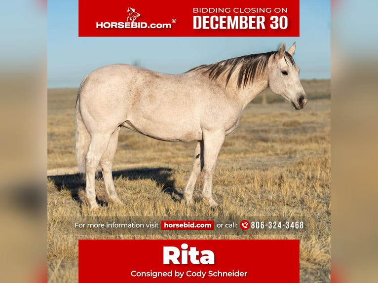 Quarter horse américain Jument 17 Ans 155 cm Gris in Canyon, TX