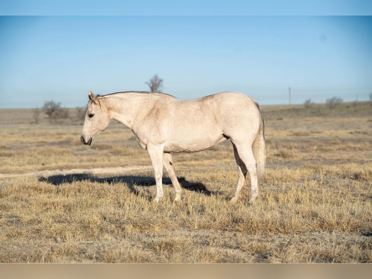 Quarter horse américain Jument 17 Ans 155 cm Gris in Canyon, TX