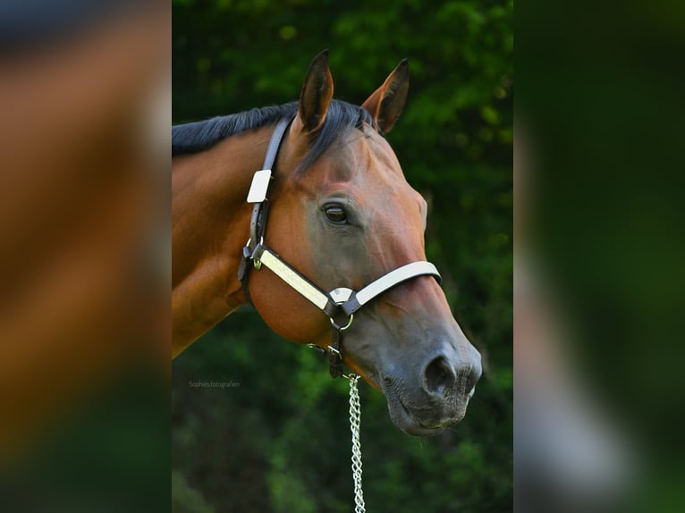 Quarter horse américain Jument 17 Ans 160 cm Bai in Geretsried