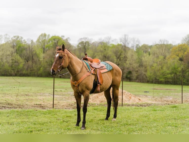 Quarter horse américain Jument 17 Ans Isabelle in Bovina MS