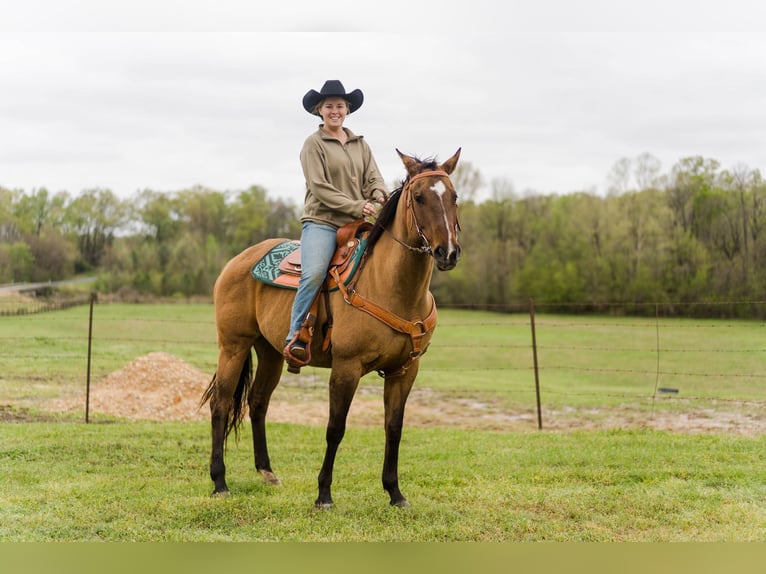 Quarter horse américain Jument 17 Ans Isabelle in Bovina MS