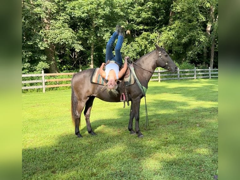 Quarter horse américain Jument 18 Ans 142 cm Bai in Arvada CO
