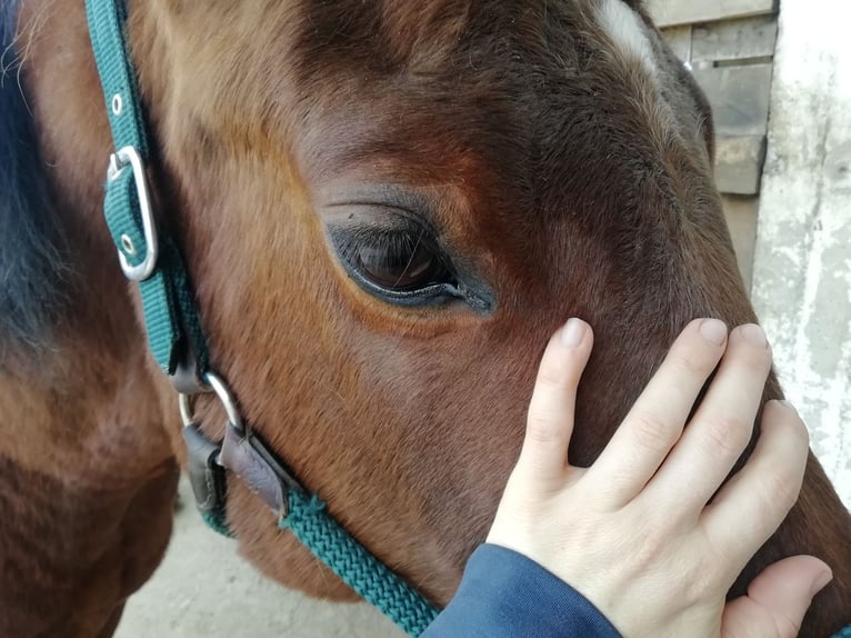 Quarter horse américain Jument 18 Ans 147 cm Bai brun in Riedering