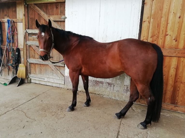 Quarter horse américain Jument 18 Ans 147 cm Bai brun in Riedering