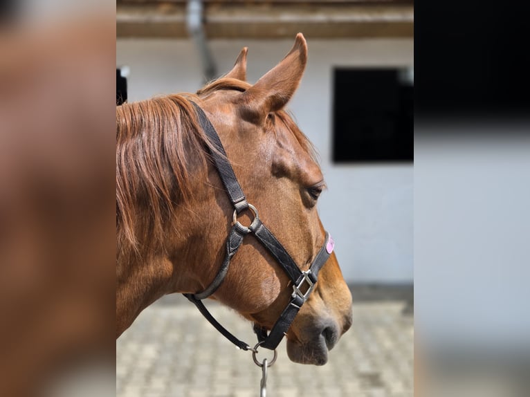 Quarter horse américain Jument 18 Ans 150 cm Alezan brûlé in Büdingen