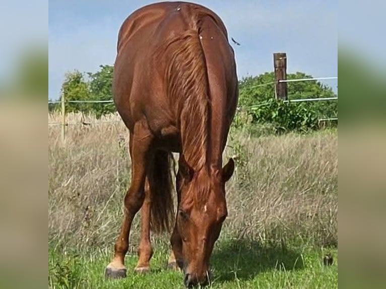 Quarter horse américain Jument 18 Ans 150 cm Alezan brûlé in Büdingen