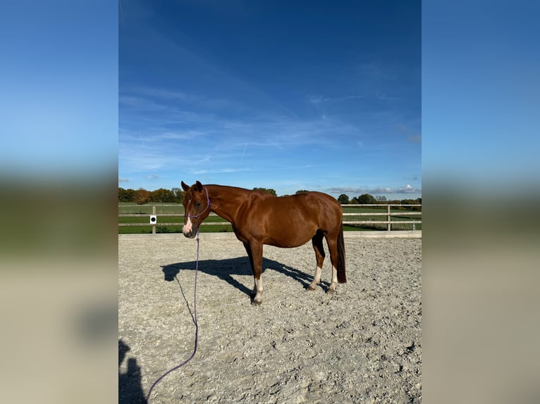 Quarter horse américain Jument 18 Ans 152 cm Alezan in Schönberg