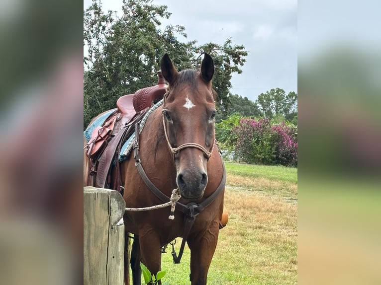Quarter horse américain Croisé Jument 18 Ans 152 cm Bai cerise in Chesterfield