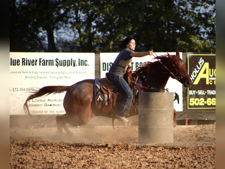 Quarter horse américain Jument 18 Ans 152 cm Rouan Rouge in Borden