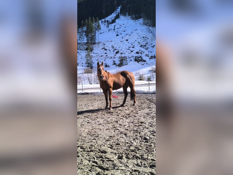 Quarter horse américain Jument 18 Ans 155 cm Alezan cuivré in Gries im Sellrain