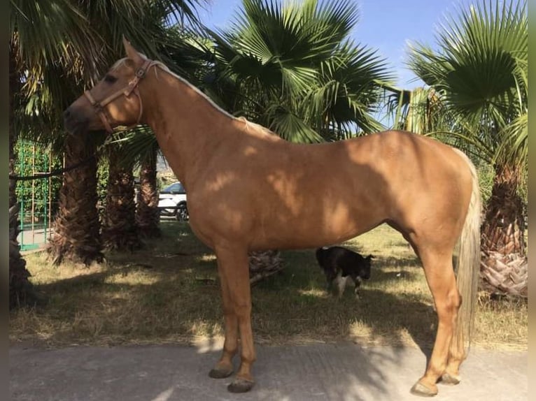 Quarter horse américain Jument 18 Ans Palomino in Sant&#39;Eufemia D&#39;Aspromonte&#8217;Aspromonte