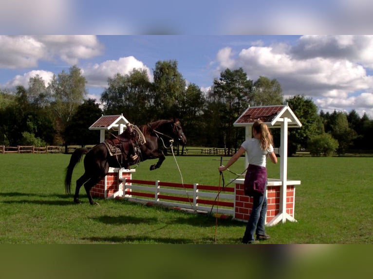 Quarter horse américain Jument 19 Ans 146 cm Bai brun foncé in Scharnhorst