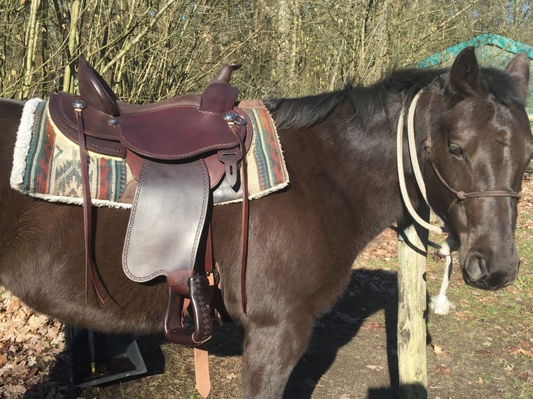 Quarter horse américain Jument 19 Ans 146 cm Bai brun foncé in Scharnhorst